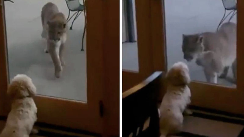  The reaction of a tiny dog to a mountain lion invading family’s patio wins hearts