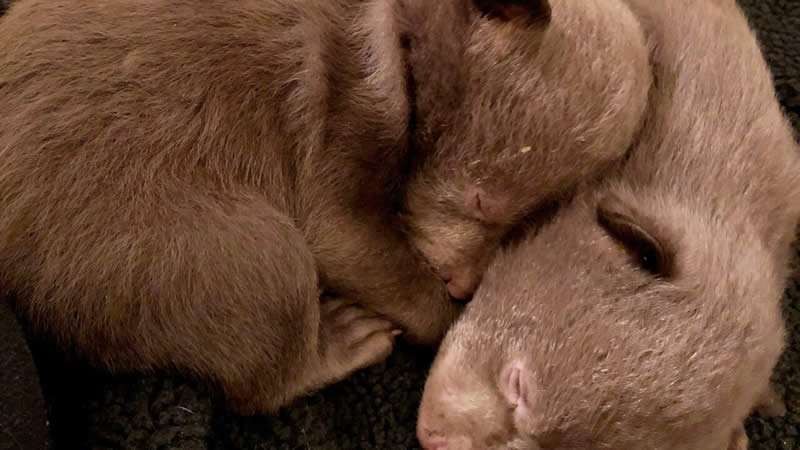  California Man Pleads Guilty To Taking Two Baby Bears from Their Den, Notifies Authorities After He Was Unable To Care for Cubs