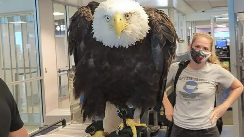  A 20-year-old bald eagle was spotted waiting in the TSA checkpoint line just like all of us