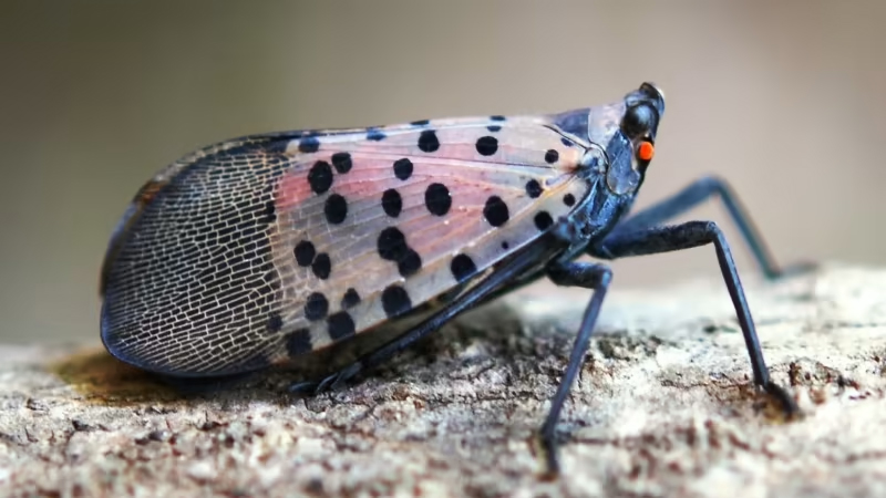  Michigan residents were instructed to keep an eye for invasive spotted lanternfly