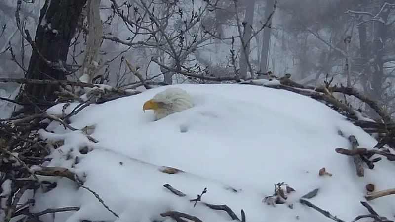  Bald eagle lost its only chick after the nest fell to the ground during a snowstorm