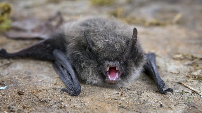 Bats are among the animals where rabies is commonly found