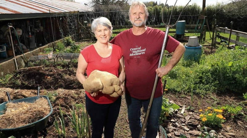 New Zealand couple giant potato