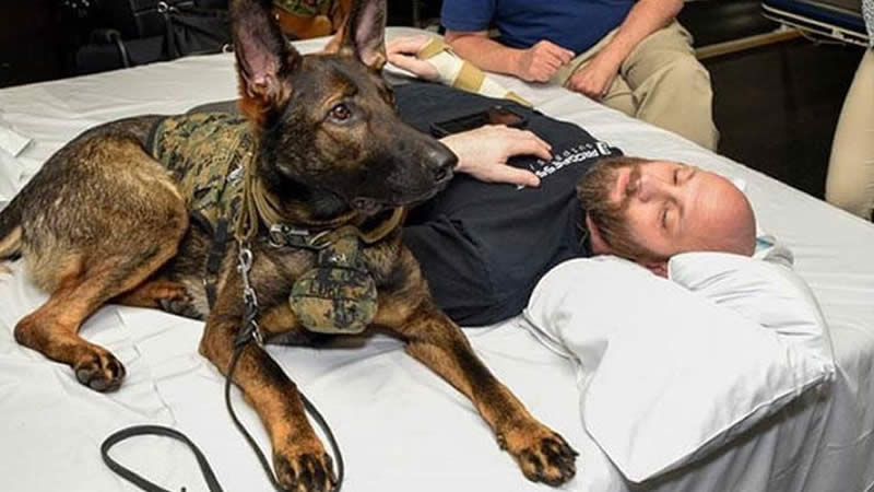  Facility Dogs Play Important Role in Patient Recovery across MHS