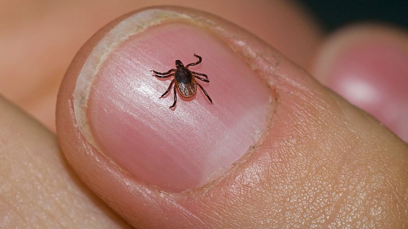  Health Alert Issued Over Lyme Disease Spike in England: Recognizing Symptoms and Signs